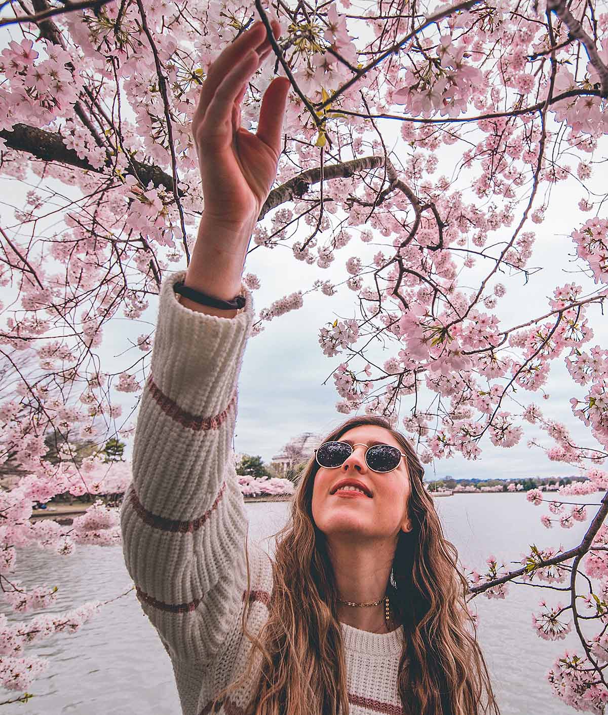 A girl picking cherry blossoms